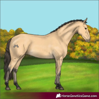 Horse Color:Buckskin 