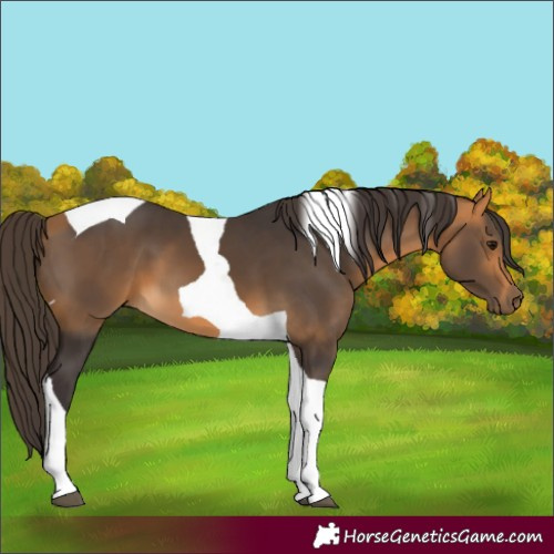 Horse Color:Buckskin Tobiano 