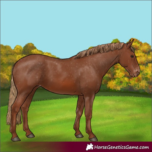 Horse Color:Chestnut Appaloosa 