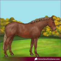 Horse Color:Chestnut Appaloosa