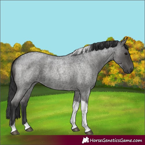 Horse Color:Blue Roan Tobiano 