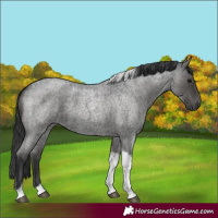 Horse Color:Blue Roan Tobiano 