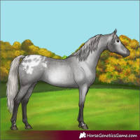 Horse Color:Gray Silver Blue Roan Appaloosa 