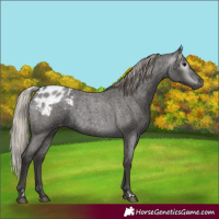 Horse Color:Gray Silver Blue Roan Appaloosa 