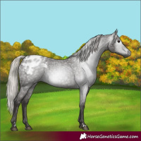 Horse Color:Gray Silver Blue Roan Blanket 