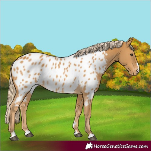Horse Color:Palomino Near Leopard 