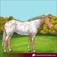Horse Color:Palomino Near Leopard 
