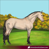Horse Color:Bay Dun 