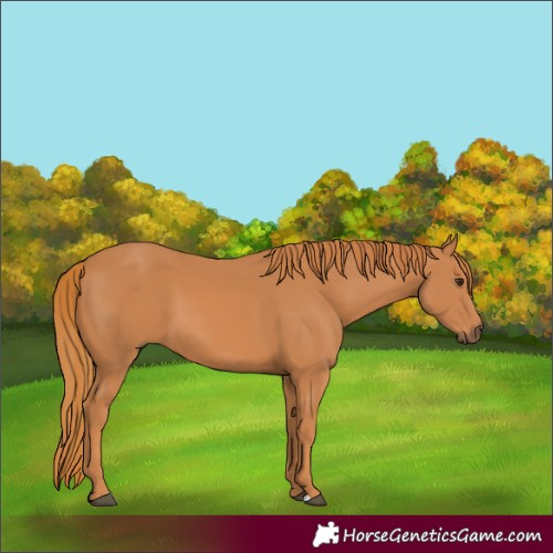 Horse Color:Chestnut 