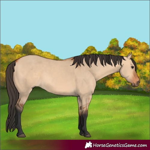 Horse Color:Bay Dun