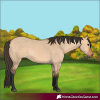 Horse Color:Bay Dun