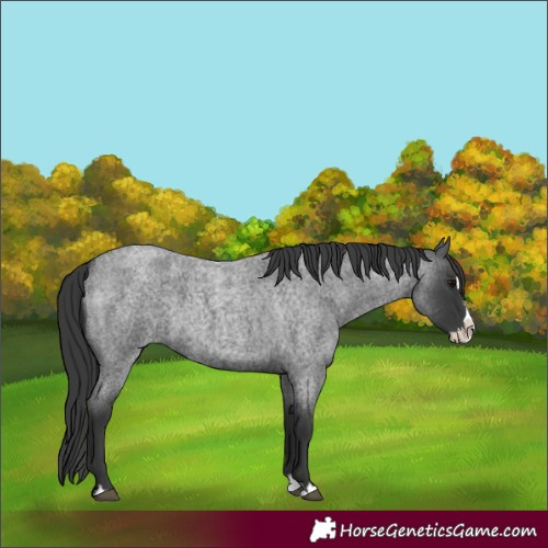 Horse Color:Blue Roan Splash 