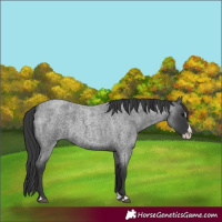 Horse Color:Blue Roan Splash
