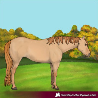 Horse Color:Red Dun 