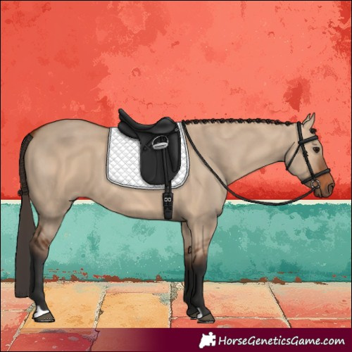 Horse Color:Bay Dun 
