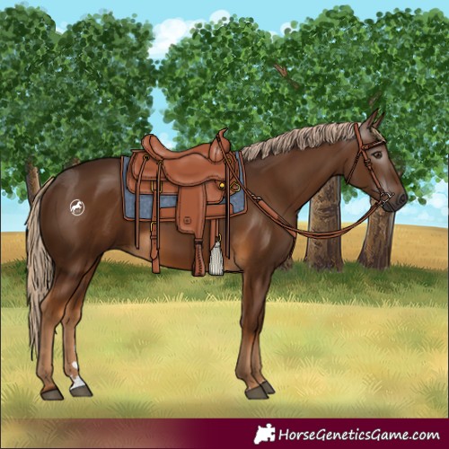 Horse Color:Gray Chocolate Palomino 