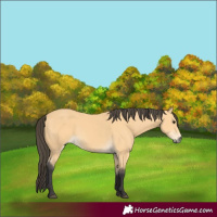 Horse Color:Buckskin 