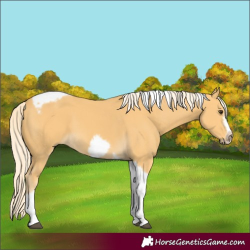 Horse Color:Palomino Tobiano Frame