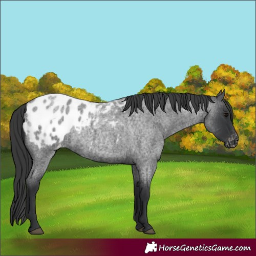 Horse Color:Blue Roan Blanket 