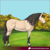 Horse Color:Buckskin 