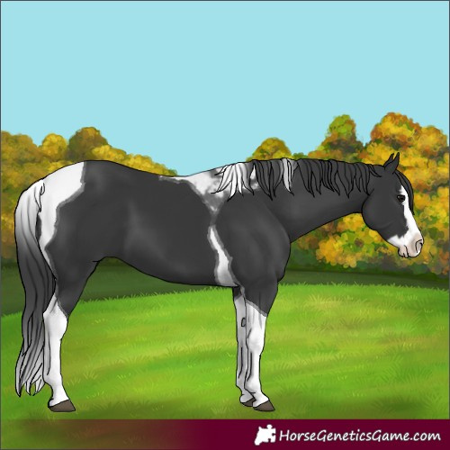 Horse Color:Black Splash Tobiano 