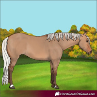 Horse Color:Silver Bay Dun