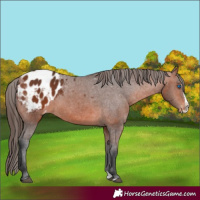 Horse Color:Bay Splash Appaloosa 