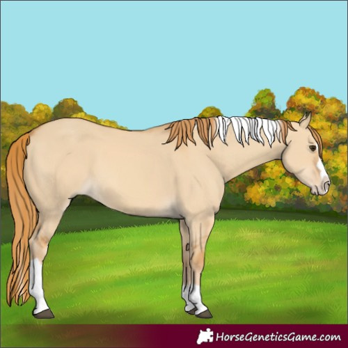 Horse Color:Red Dun Splash Tobiano 