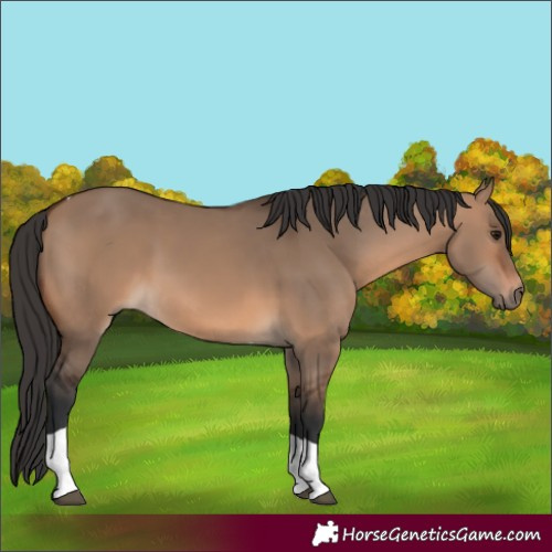 Horse Color:Brown Dun Tobiano