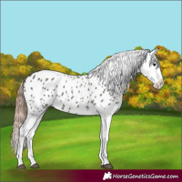 Horse Color:Grullo Appaloosa