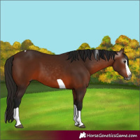 Horse Color:Gray Bay Splash Tobiano 