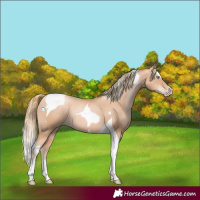 Horse Color:Gold Champagne Pearl Tobiano Rabicano  and Gold Champagne Pearl Splash Tobiano Rabicano 