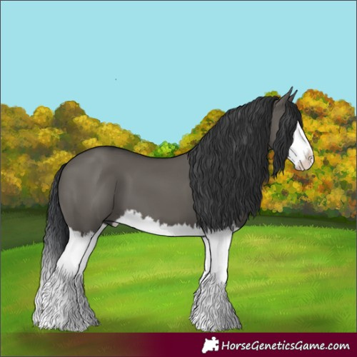 Horse Color:Grullo Splash 