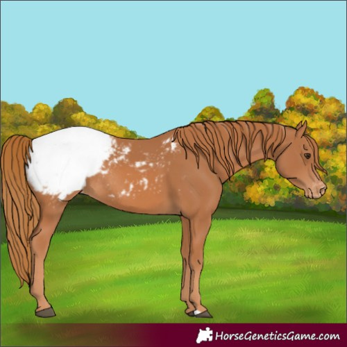 Horse Color:Chestnut Appaloosa Rabicano 