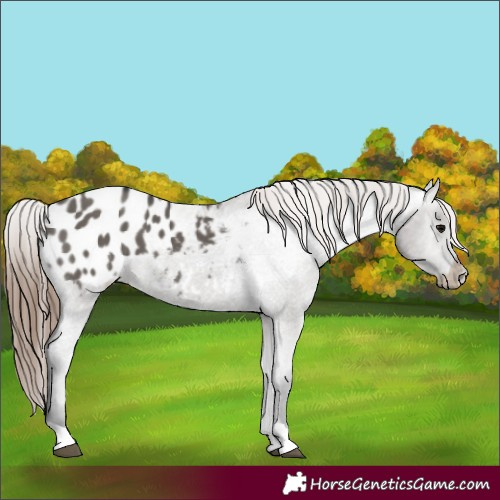 Horse Color:Grullo Appaloosa 