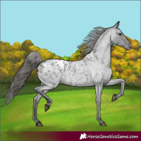 Horse Color:Blue Roan Appaloosa 