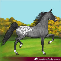 Horse Color:Blue Roan Appaloosa 