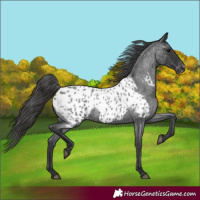 Horse Color:Blue Roan Near Leopard 