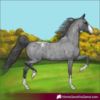 Horse Color:Blue Roan Varnish
