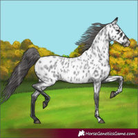 Horse Color:Blue Roan Appaloosa