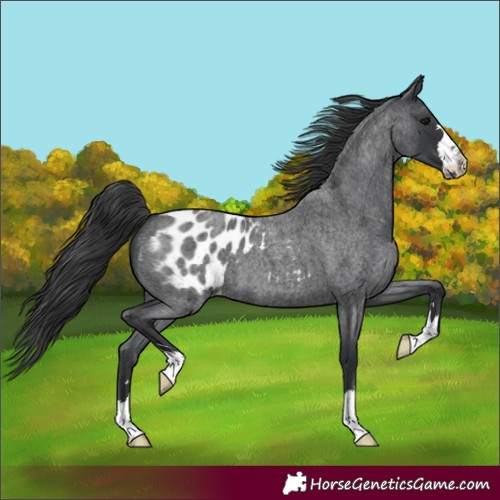 Horse Color:Blue Roan Appaloosa 