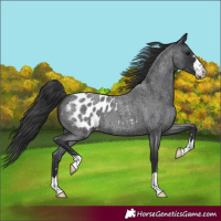 Horse Color:Blue Roan Appaloosa 