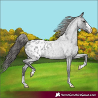 Horse Color:Blue Roan Appaloosa 
