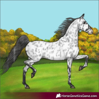 Horse Color:Blue Roan Near Leopard 