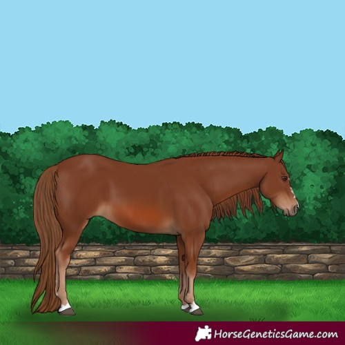 Horse Color:Chestnut 
