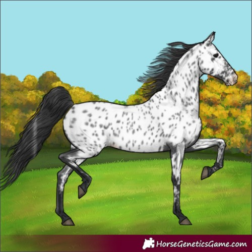 Horse Color:Blue Roan Near Leopard 
