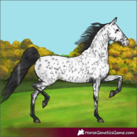 Horse Color:Blue Roan Near Leopard 