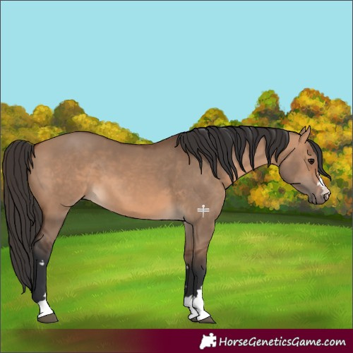 Horse Color:Bay Dun 