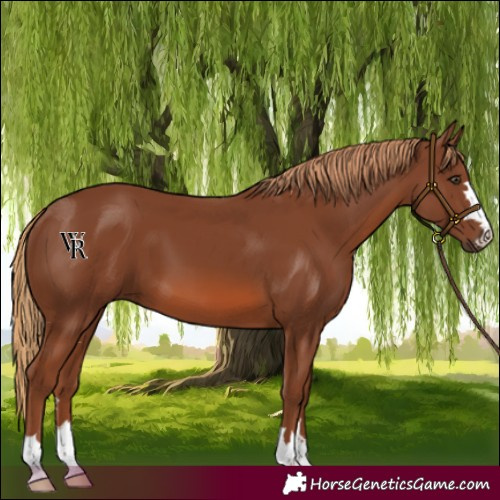 Horse Color:Chestnut 