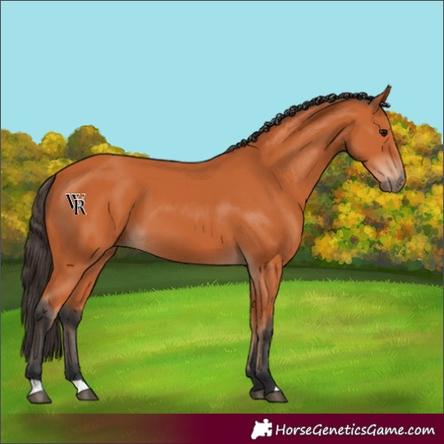 Horse Color:Unknown 